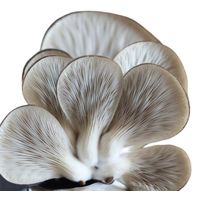 The  Mushroom Box Brown Oyster Mini Mushroom Box